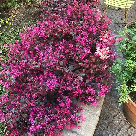 Casa Ganci * טורינו